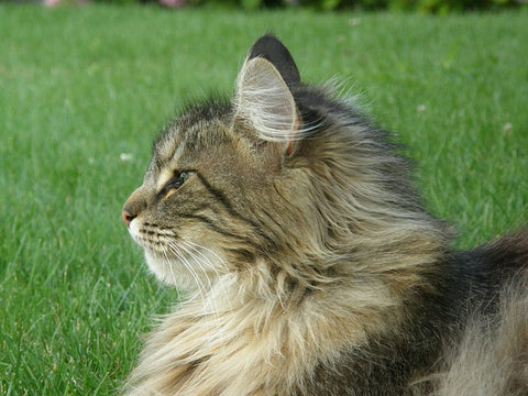 Norwegian Forest Cat