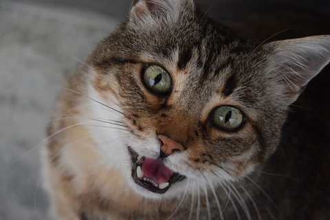 tabby cat meowing