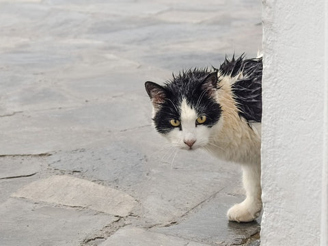 stray black and white cat