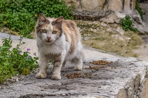 stray cat