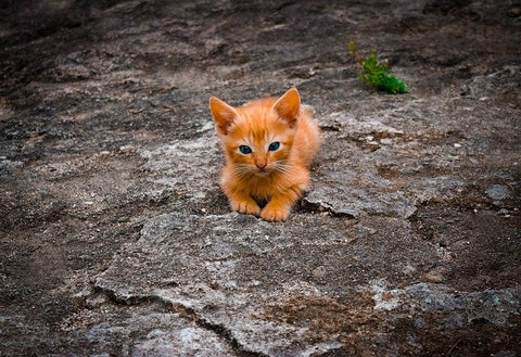 orange kitten on rock