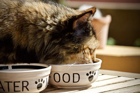 cat eating out of a ceramic bowl