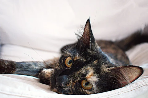 tortoiseshell cat