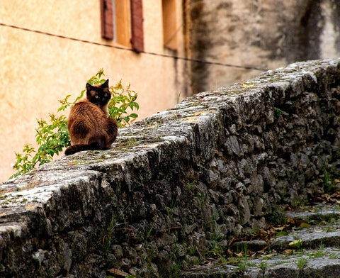 siamese cat on a cobblestone wall