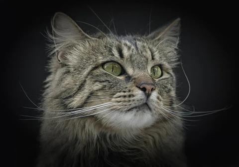 Norwegian Forest Cat