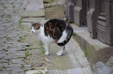 cat arching back on a cobblestone street