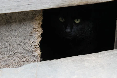 black cat hiding