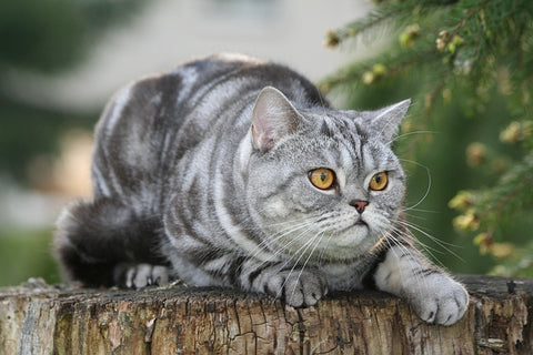 British Shorthair