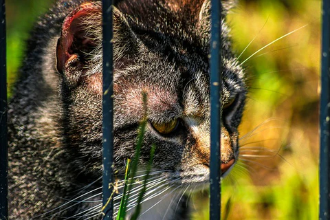 cat at a shelter