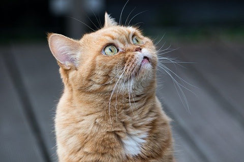 orange cat with green eyes