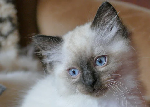 Ragdoll kitten