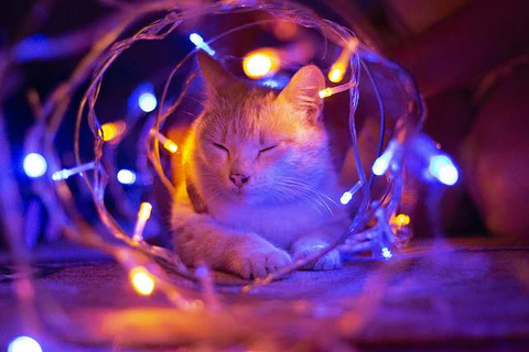 cat and holiday lights