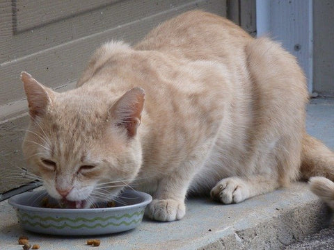 beige cat eating out of a dish