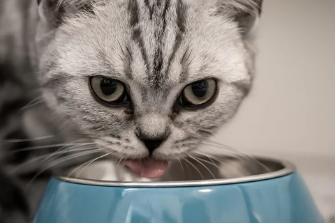 cat eating out of a blue bowl