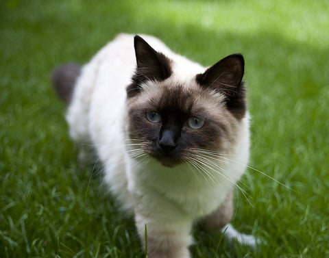 Ragdoll cat on the grass