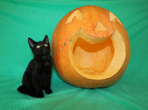 cat with pumpkin