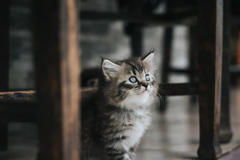 fluffy kitten