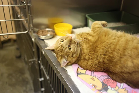 cat in vet's office