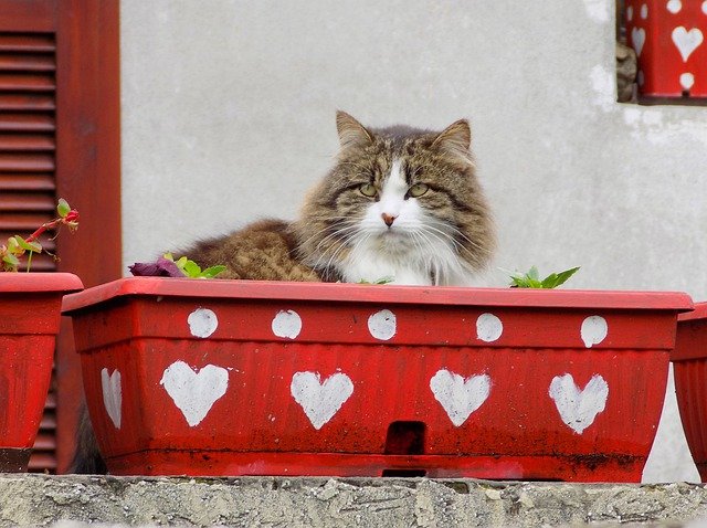 cat sitting in a container with hearts