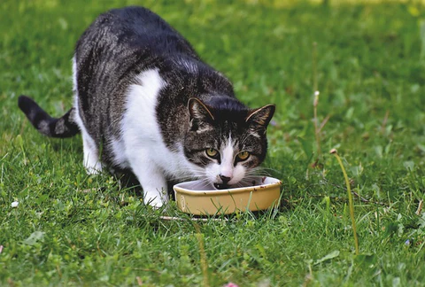 cat on grass eating out of a yellow bowl