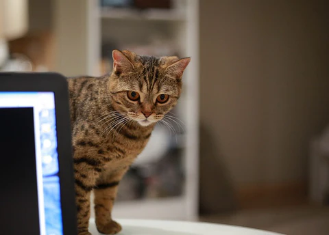 cat on counter