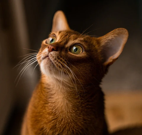 Abyssinian cat