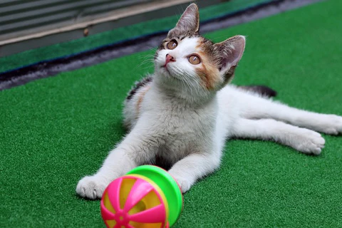 kitten playing with ball on astro turf