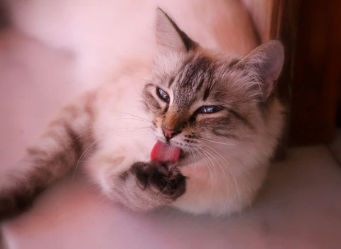 cat licking paw