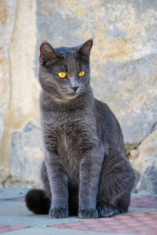 gray cat