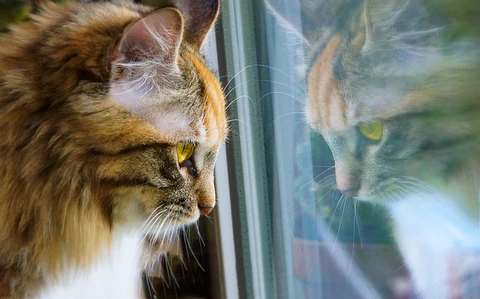 cat looking out window