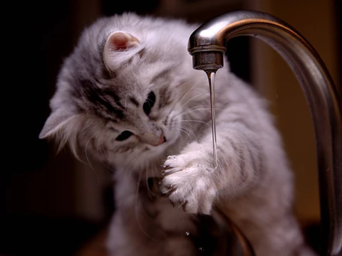 cat playing with faucet