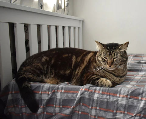 lethargic tabby cat on a bed