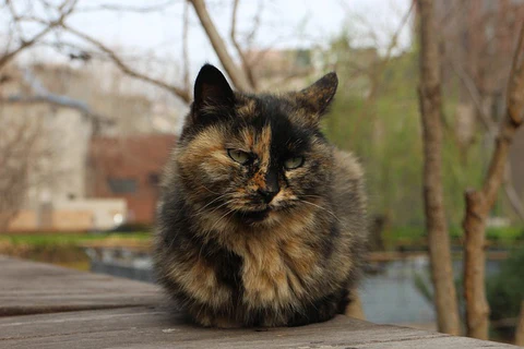 chimera cat