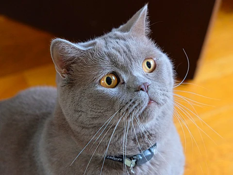 British Shorthair