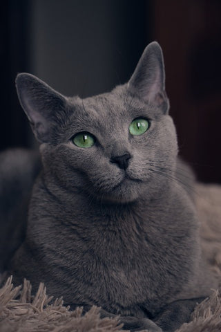 The Russian Blue