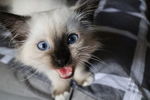 Birman kitten