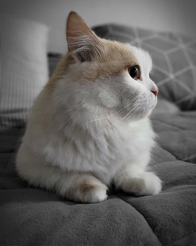 Munchkin Longhair - Cat Breeds