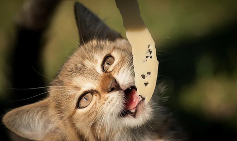 cat eating cheese