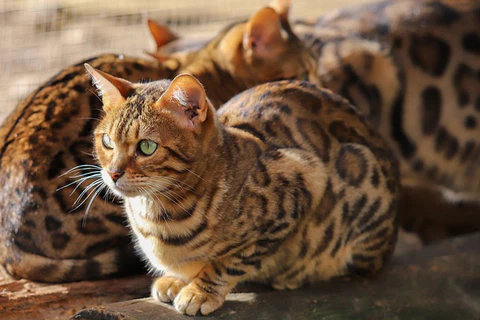 Bengal cats