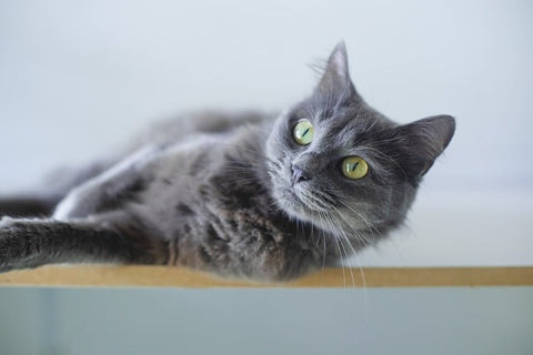 gray cat