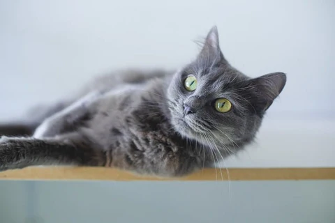 gray cat