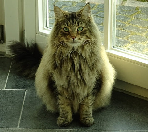What is the Norwegian Forest Cat? – Cat in the Box LLC