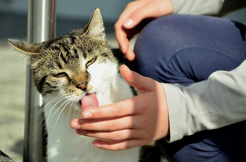 cat licking a hand