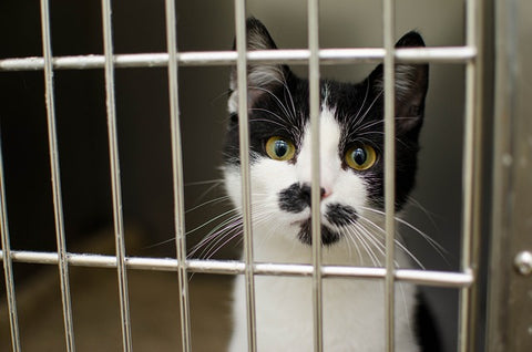 cat in animal shelter