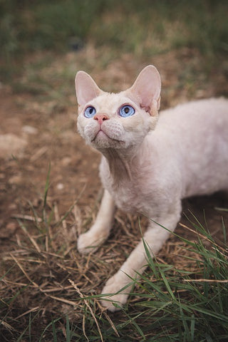 devon rex