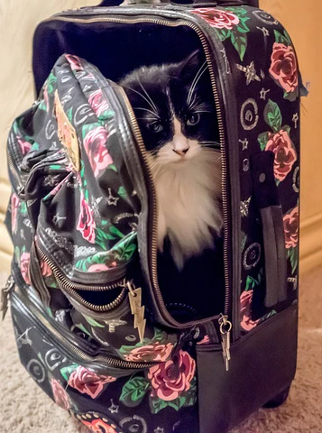 cat in a suitcase