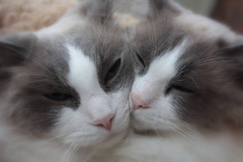 two ragdoll cats snuggling