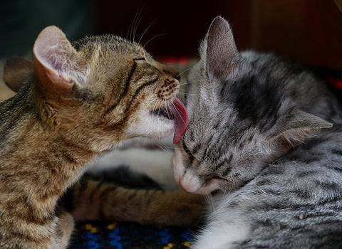 cats grooming each other