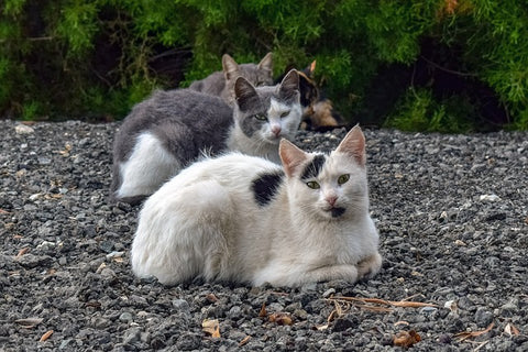 a group of feral cats