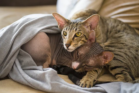 sphynx and tabby cat